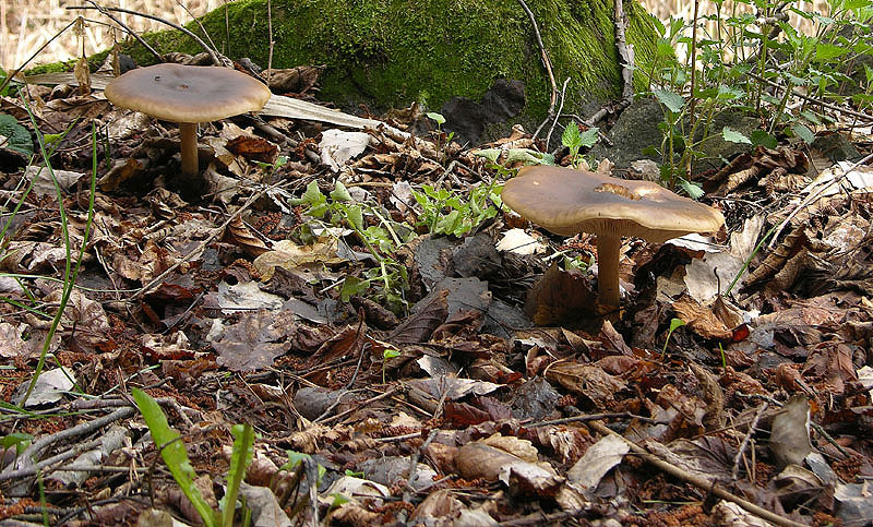 Funghi.......dalle parti di mauretto....